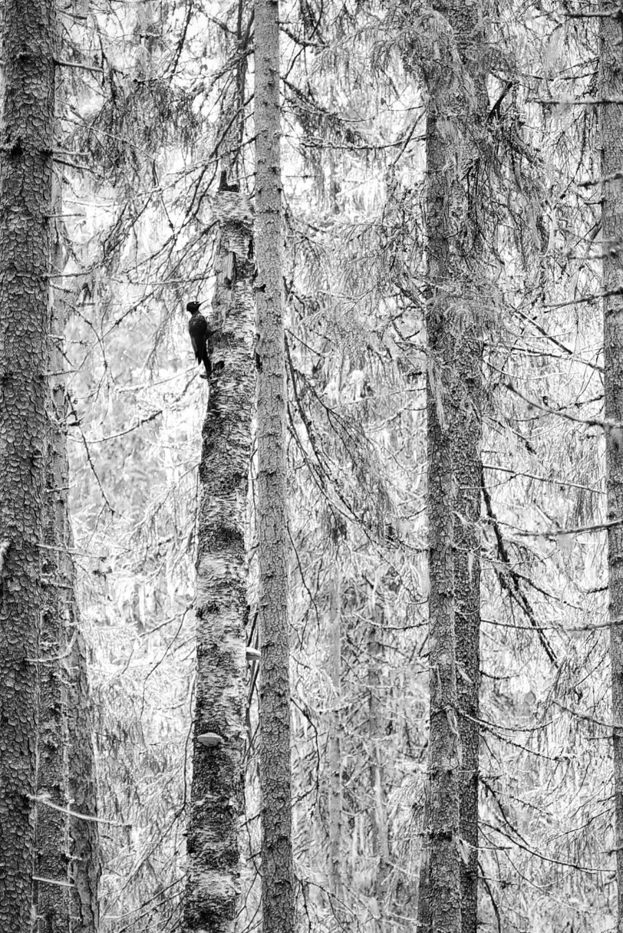 Wieder ein schwarzweißes Bild von lauter Bäumen im Wald. Auch diesmal sieht man fast nur Stämme und Äste, keine Wurzeln, keine Baumkronen. An einer Birke halblinks ist klein ein Schwarzspecht zu erkennen.